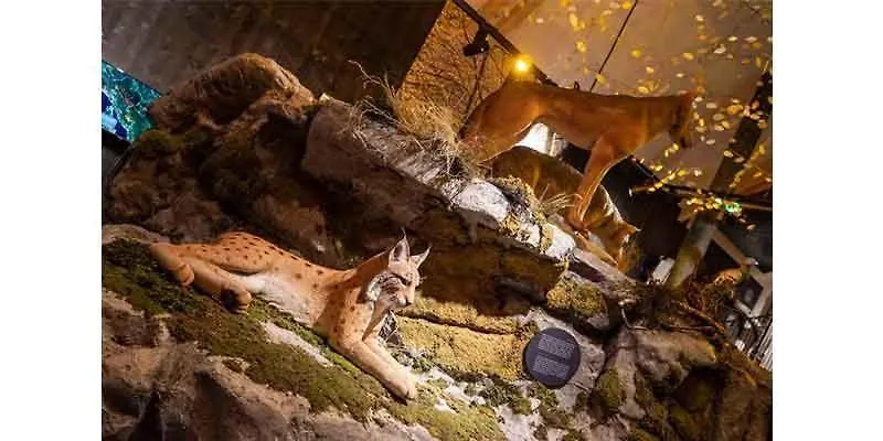 Horská chata Vila Carmen Kuca Za Odmor Sa Wellnessom,Sunger Mrkopalj Chorvatsko